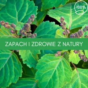 paczula