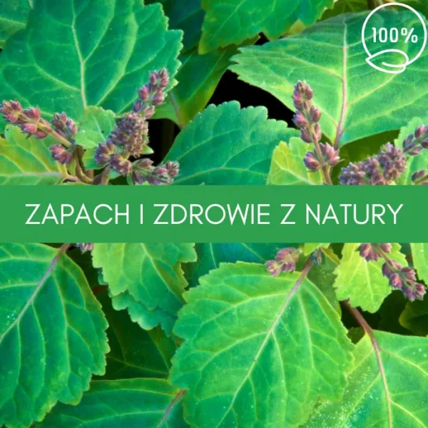 paczula