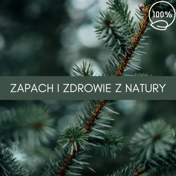 świerk czarny